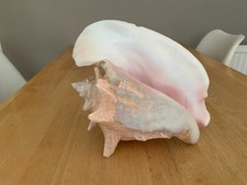 Vintage Large Conch Shell