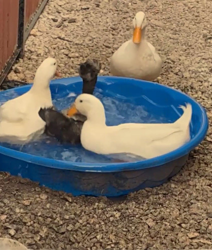 Dozen pekin eggs for - dozen,
