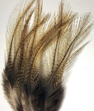 Coq de Leon Tailing Feathers - Dark  Pardo