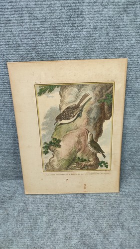 C1775 buffon birds hand - birds,