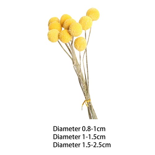 10pcs dried flowers - 10pcs,