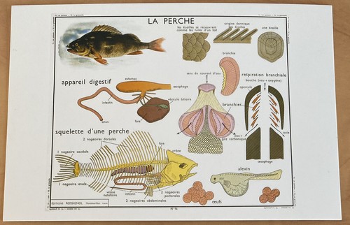 French postcard perch - a,