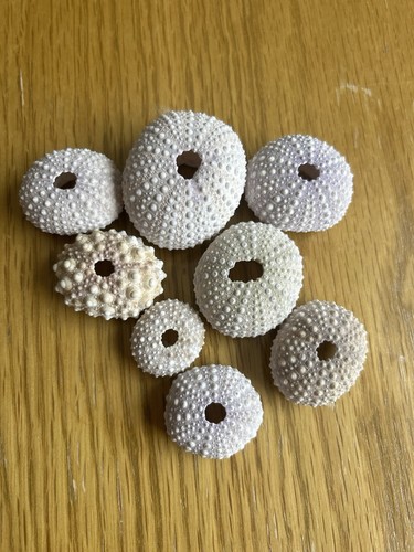 Natural sea urchin - natural,