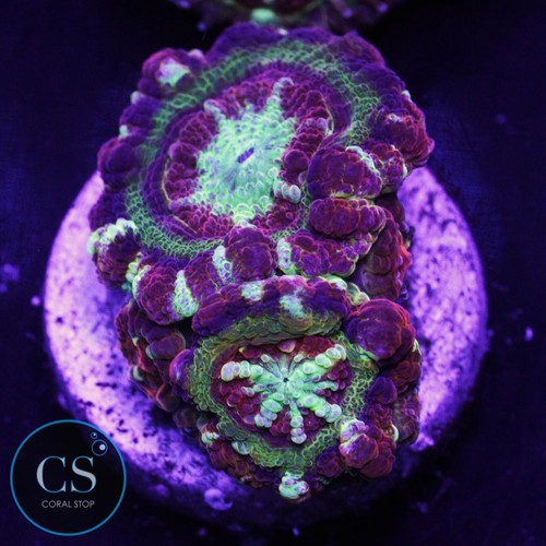 New release molten - cs,