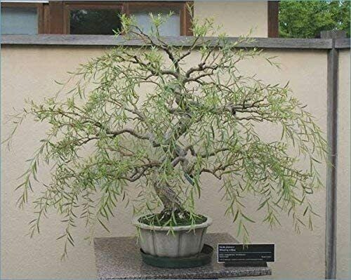 Bonsai dragon weeping willow - dragon,