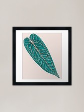 Anthurium Warocqueanum Leaf