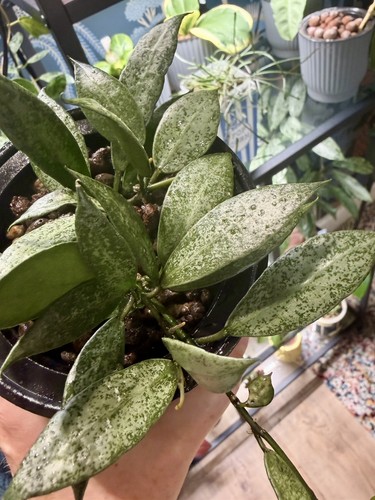 Hoya lacunosa white - lacunosa,