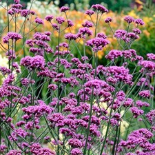 Verbena Bonariensis Plug Plants Purple Flowers Garden Hardy Perennial, Pack of 3