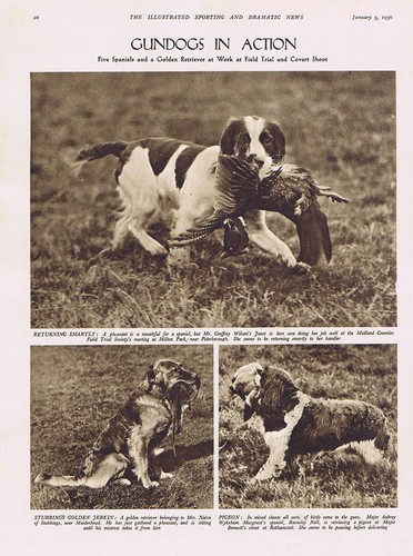 Gun dogs action spaniels - dogs,