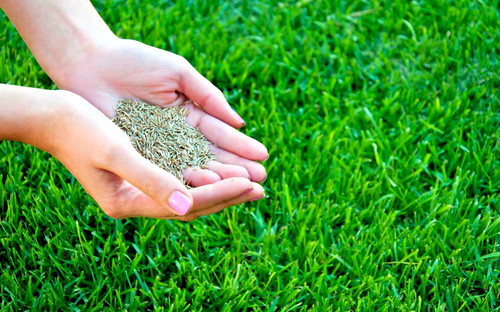 Grass seed garden - garden, 40g