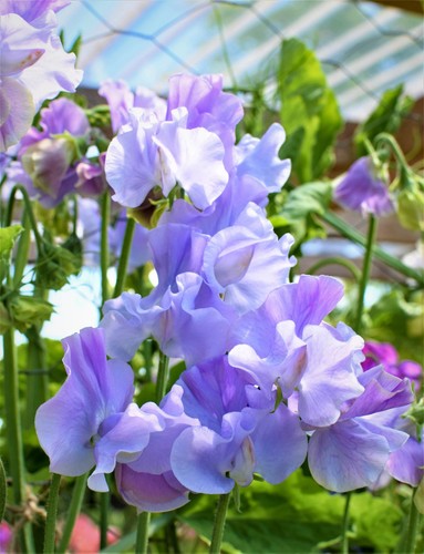 Sweet pea charlie - charlie's, angels