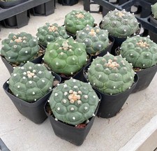 10pcs Rare Astrophytum