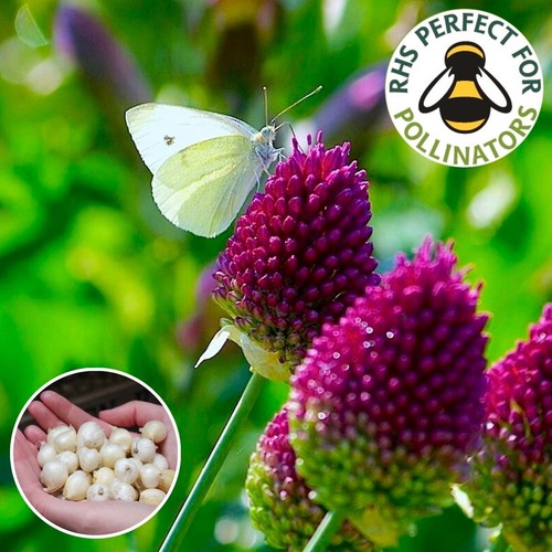 Allium drumstick bulbs - 10,