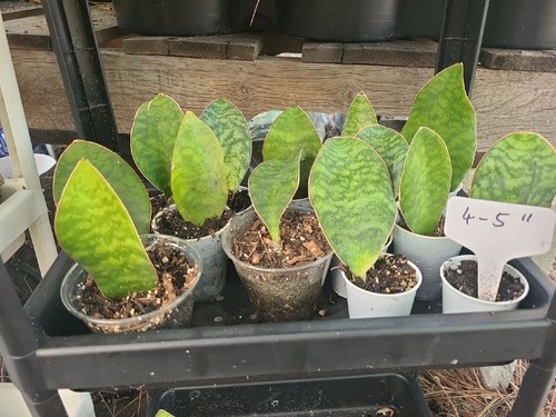 Baby sansevieria masoniana - sansevieria,