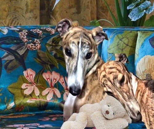 Greyhound lurcher - greyhound,