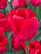 50 Tulip 'Ile de France'