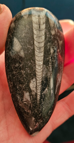 Orthoceras fossil 5cm approx - orthoceras,