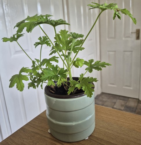 Lemon scented geranium plant - geranium,
