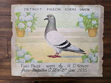 Antique racing pigeon diploma - racing,