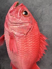 Museum quality dispinus ruber - museum,