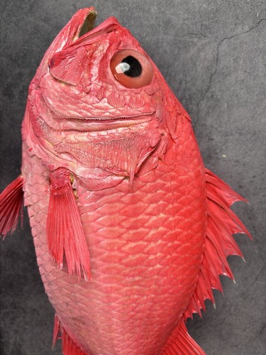 Museum quality dispinus ruber - museum,
