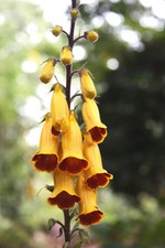 Titanotrichum oldhamii plug