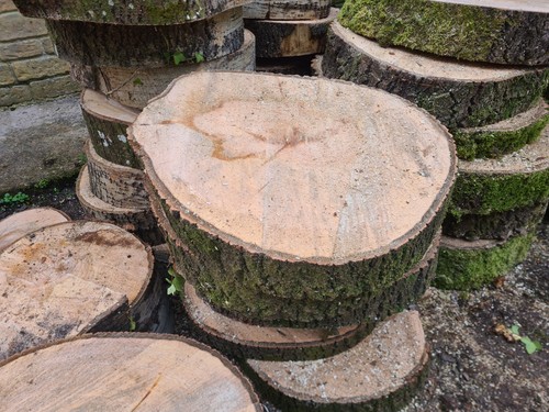 Large white popular tree - x,