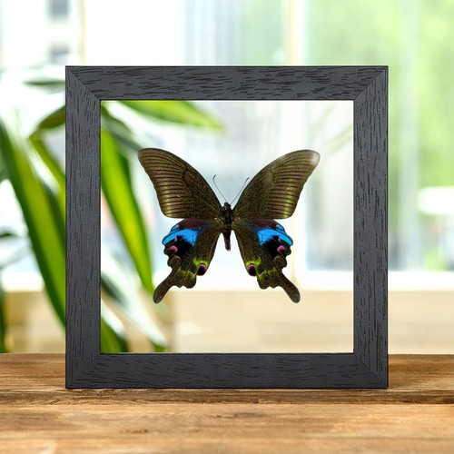 The blue peacock - the, butterfly
