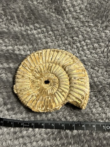 Genuine ammonite fossil 8cm - fossil,
