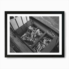 Unloading Salmon From Fishing