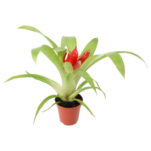 Bromeliad guzmania sp - |,
