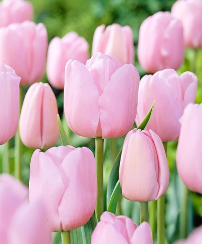 Tulips pink diamond - x,