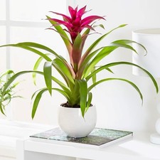 12cm Pot 45cm Tall Bromeliad