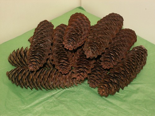 Long natural pine cones - long,