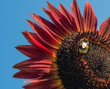 Sunflower Seeds for Planting-