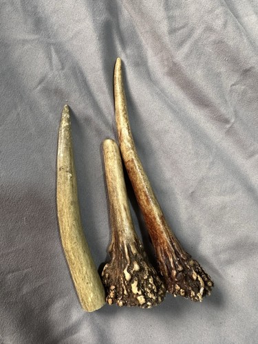 Roe deer antlers 10cm - deer,
