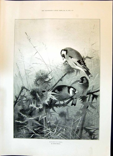 Original old antique print - antique,