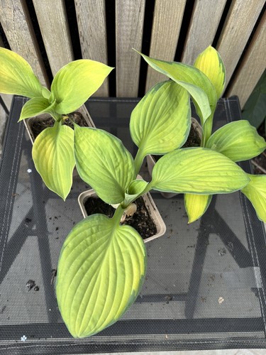 Hosta gold standard - 'gold, standard'