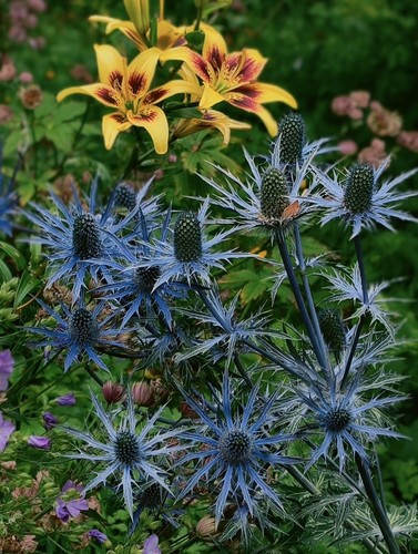 Eryngium big blue sea - eryngium, 'big