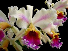 Cattleya rex flamea species