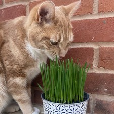 Organic Cat Grass - Wheatgrass