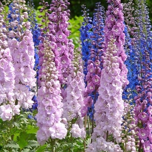 Larkspur limelight mixed seeds - larkspur,