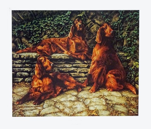 Irish red setter dog fine - setter, art