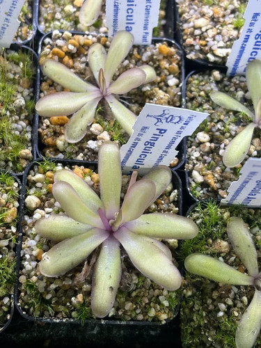 Pinguicula anna - pinguicula,