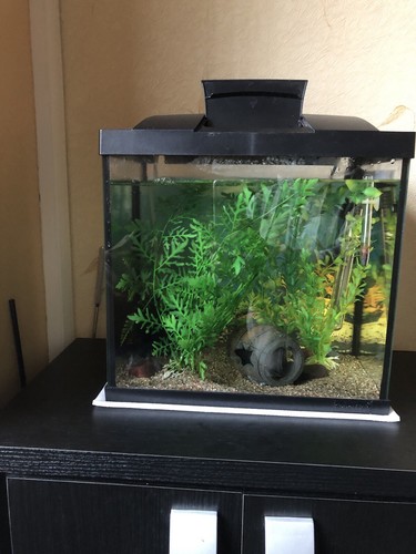 Superfish fish tank - fish,