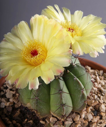 Fresh cactus seed x20 - seed,