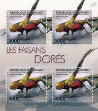 Golden pheasant - golden, /