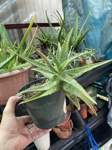 Aloe fang pot live - aloe,