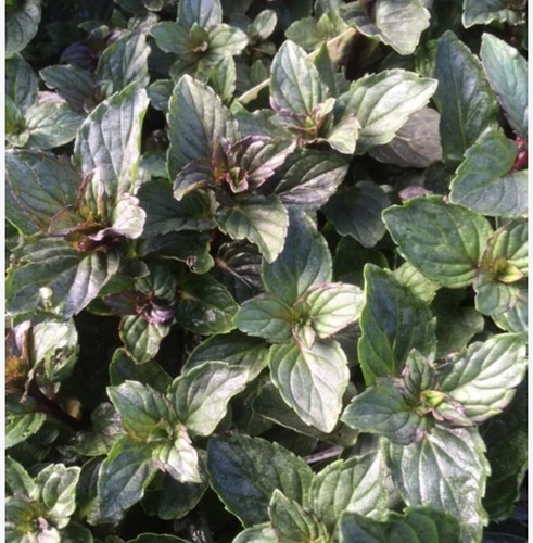 After eight mint - after, plant