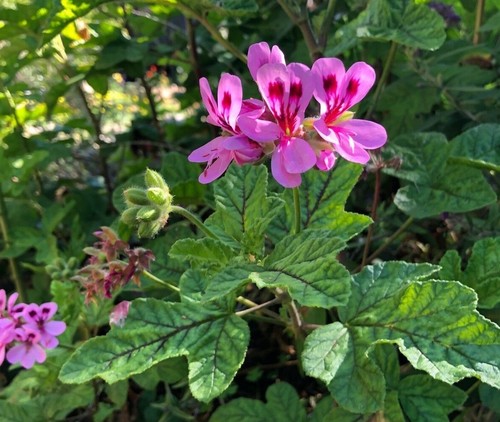Lavender pink pepper - lavender, scented
